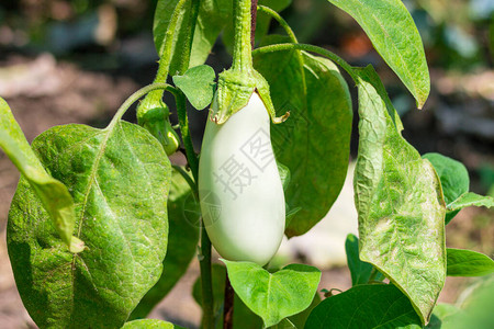 在花园植物的阳光下生长的白色茄子紧图片