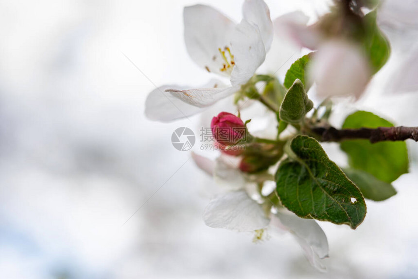 蟹苹果花小枝盛开的苹果枝特写图片