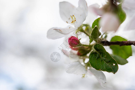 蟹苹果花小枝盛开的苹果枝特写图片