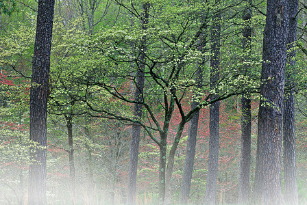 美国肯塔基州伯尔海姆森林盛开的图片
