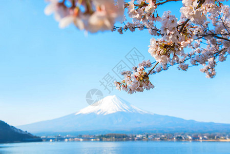 在日本度假旅行和观光在春夏秋花朵图片