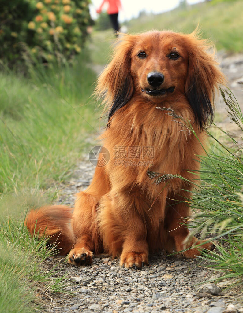 标准的长毛腊肠犬快乐地坐着等她的主人听话顺滑的腊肠狗一根年轻的意大利在草丛中放松山中旅行主人和图片