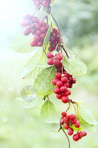 绿叶红五味子的成熟果实挂在花园里阳光明媚的光线中红五味子成排生长在树枝上成串的成熟五味子有用植物的作物背景图片