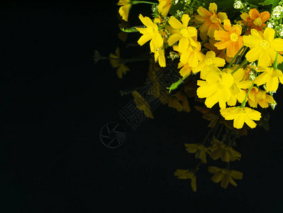 黑色背景上的黄色花朵与反射背景图片母亲节情人节生日纪念馆图片