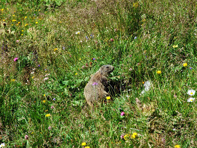 高山旱獭Marmotamarmota图片
