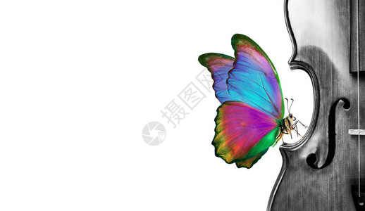 旋律概念蝴蝶坐在一张白色的小提琴上明亮的热带蝴蝶黑白的小提琴片背景图片