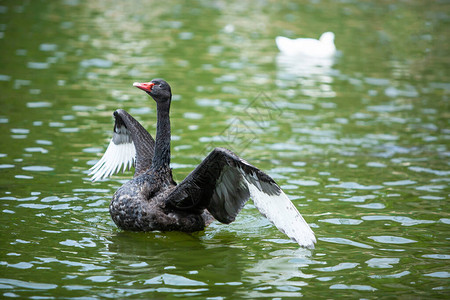 在夏天在热带湖上放松的时候黑天鹅的翅膀张图片