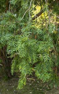 红豆杉新芽生长的灌木观赏植物图片