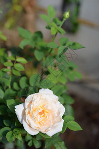 美丽的黄玫瑰花朵室外花园图片