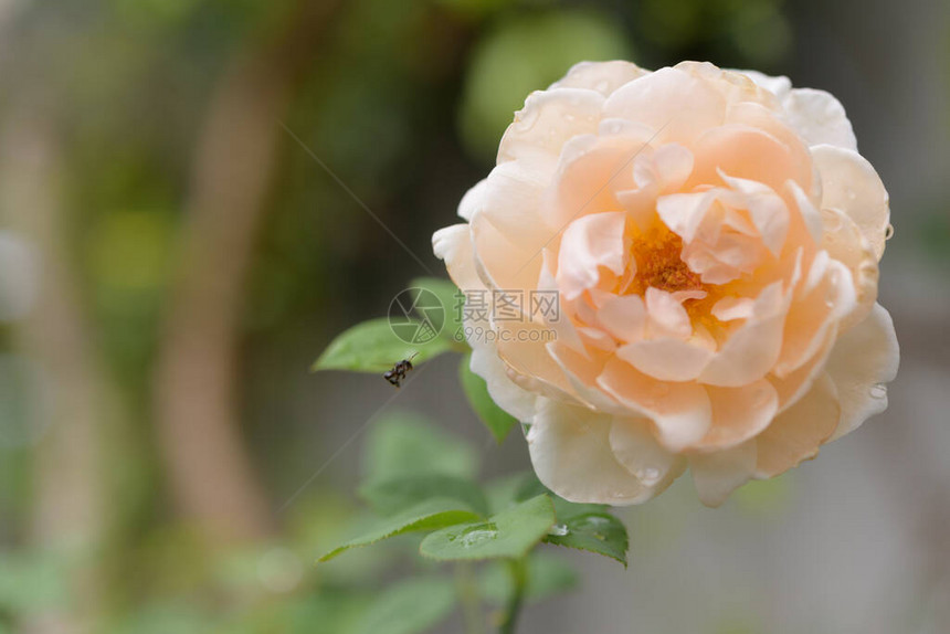 美丽的橙色玫瑰花朵户外图片