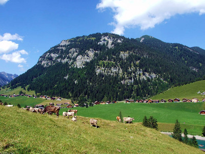 奶牛在肥沃的高山牧场上图片