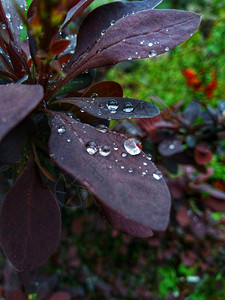 雨滴落在叶子上背景图片