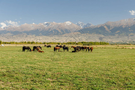山上的牧场牧场里的马群吉尔斯坦图片