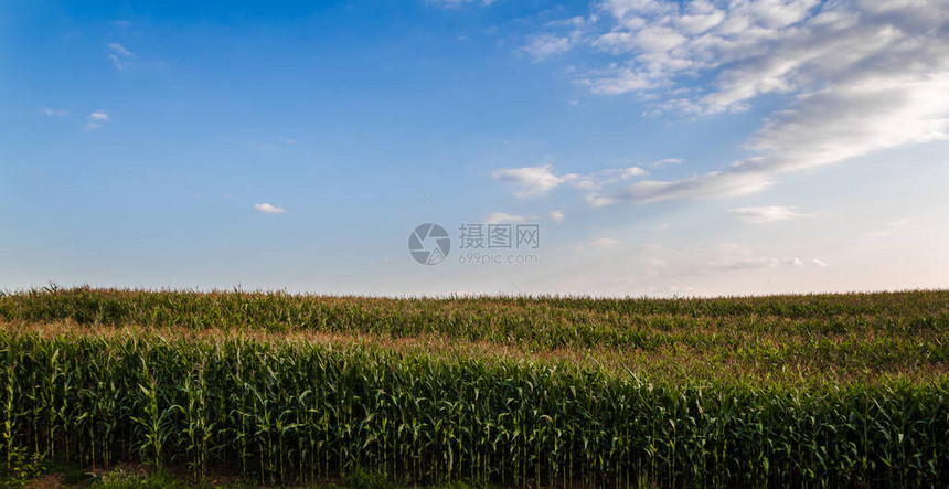 蓝色的夏日天空在玉米绿地上横向照图片