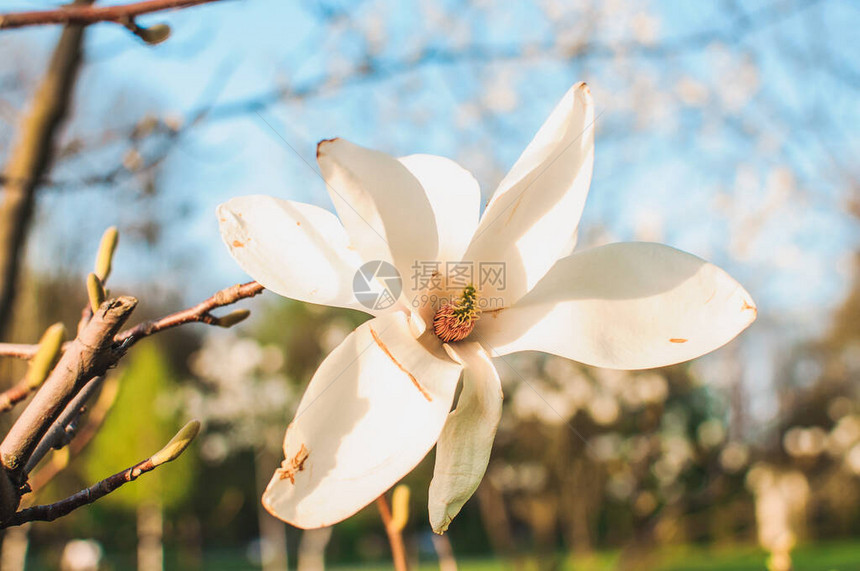 春天花园里有郁金香花的白玉兰图片