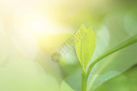 在花园天然植物和生态壁纸的阳光照射下图片