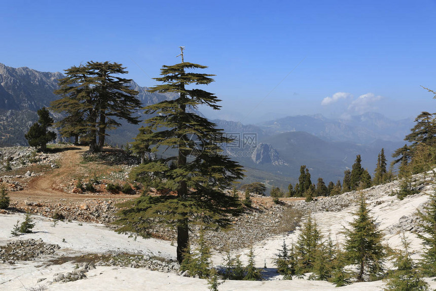 景观与雪松树在山谷中从土耳其LikyaYolu旅游路线前往TahtaliDag图片