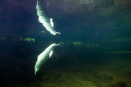 亚马逊河海豚Inia图片