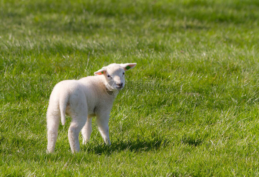田野里可爱的小羊羔图片