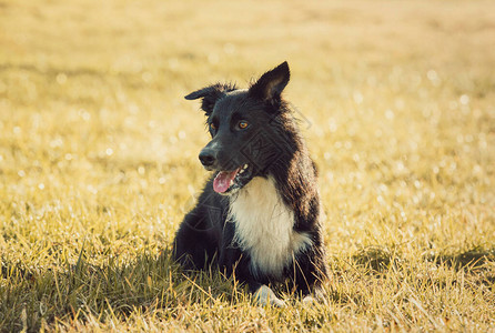 快乐的边境牧羊犬躺在草地上的肖像图片