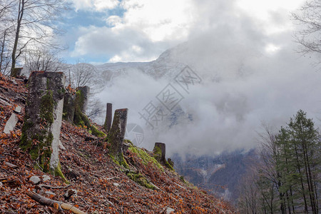 奥地利施蒂里亚地区一座山上砍伐森图片