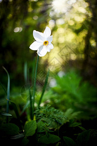 春季保护区中通常称为野水仙或大lily的图片
