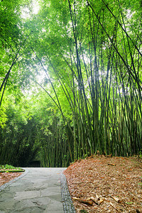 在竹林中走在绿竹树中间的通道上森图片