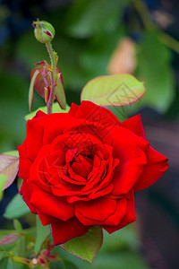 花园中美丽的一朵红玫瑰花图片