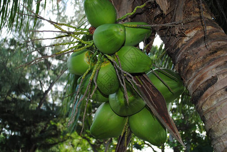 一群年轻的椰子果从椰子树图片