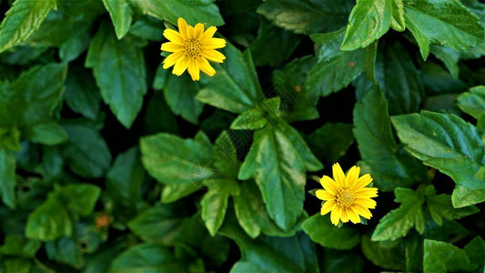 黄花绿叶背景图片