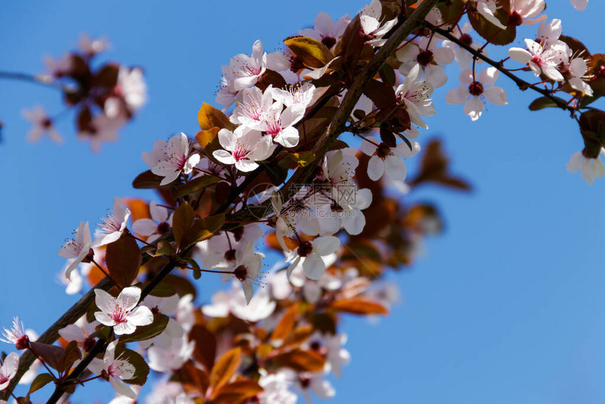 在春天关闭了天堂苹果树的粉图片