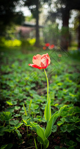 花园里孤独的郁金香花图片