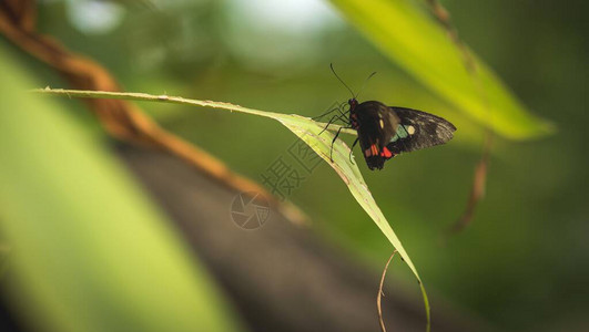 黑白红蝴蝶紧贴在Blijdorp的叶背景图片