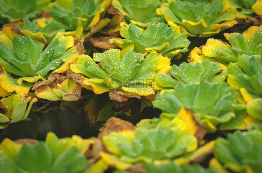 Blijdorp的一个池塘中的绿色黄水百图片