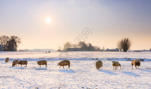 荷兰日落时雪白冬季风景中的羊群Ovis图片