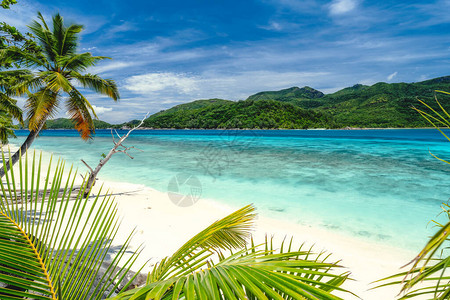 度假节日气氛是外来壁纸热带海滩上的棕榈树蓝色海洋环礁湖图片