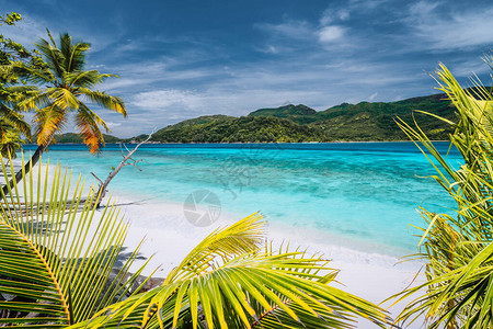 度假期背景异国壁纸热带海滩上的棕榈树蓝色海洋环礁图片