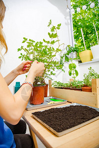 女孩照顾家庭种植图片