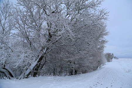 与白雪覆盖的树木的冬季景观图片
