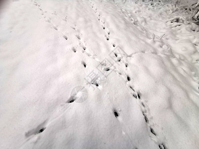 兔子新鲜降雪图片