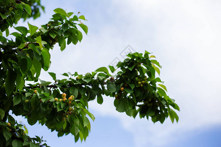 甜樱桃的绿枝在蓝天上图片
