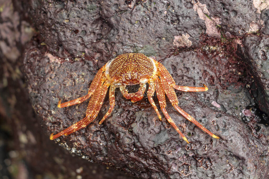 美丽多彩的莎莉鱼红蟹在加拉帕戈斯的圣克里斯托瓦尔拍摄的自然野生动物螃蟹在深色背景的岩石上休息自然界中的野生动物关图片