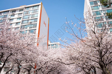 韩国釜山盛开的樱花图片