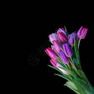 蓝色紫红色粉红色年轻新鲜郁金香花束图片