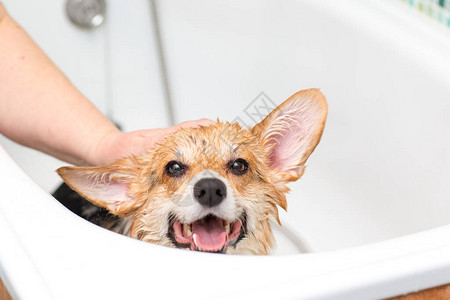 柯基犬在浴室里洗澡图片