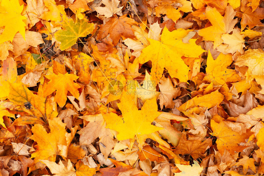 橙色和的秋叶背景图片