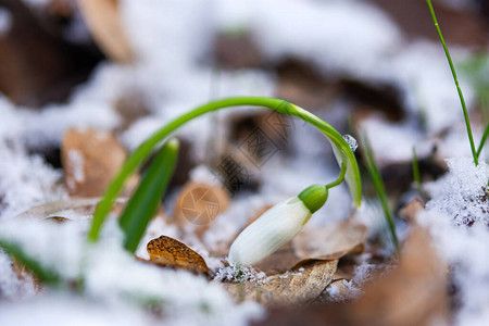 冬天盛开的雪花莲图片