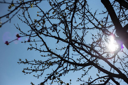 阳光背景下的树枝剪影图片