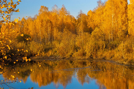 秋季森林湖景场的秋天林图片