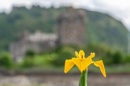 艾琳多南城堡背景模糊的Iris图片